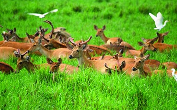 Assam Wildlife | Shiv Bhole India Travels